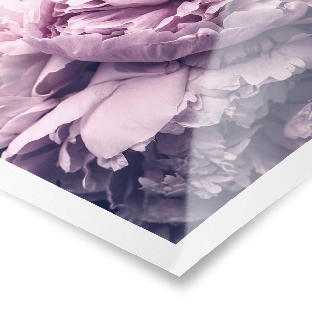Posters Purple Peony Blossoms
