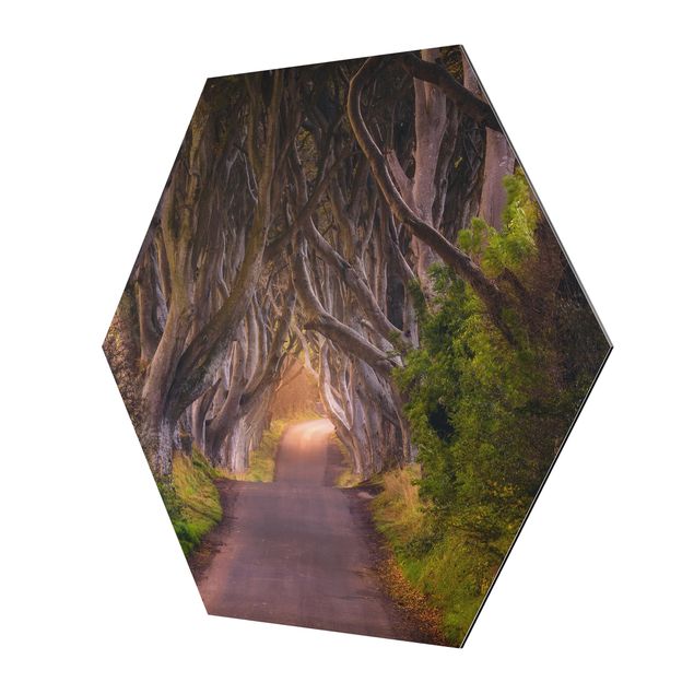 Hexagons Aluminium Dibond schilderijen Tunnel Of Trees