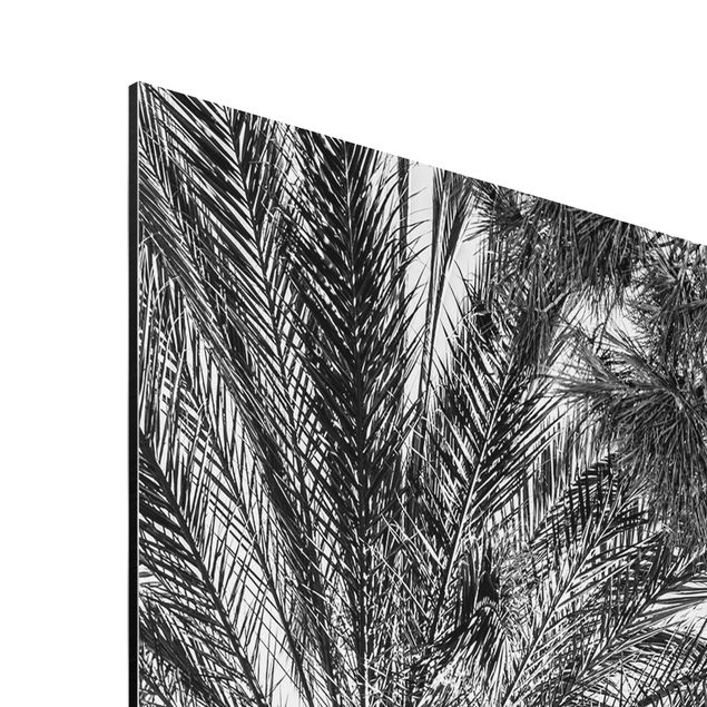 Aluminium Dibond schilderijen Palm Trees At Sunset Black And White