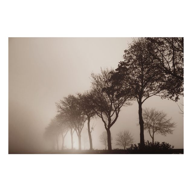 Aluminium Dibond schilderijen Tree Avanue In Morning Mist