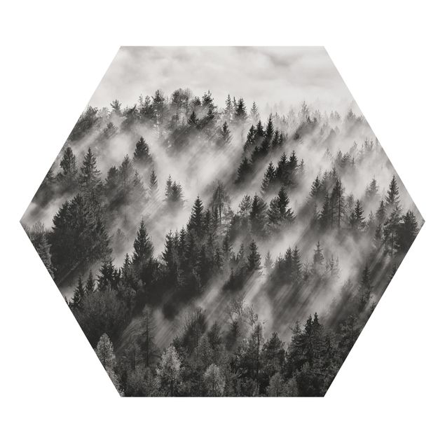 Hexagons Aluminium Dibond schilderijen Light Rays In The Coniferous Forest