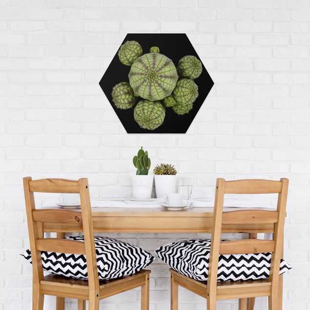 Hexagons Forex schilderijen Euphorbia - Spurge Urchins