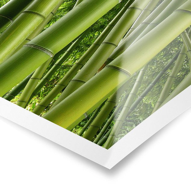 Posters Bamboo Trees