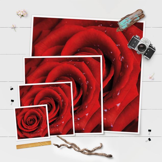 Posters Red Rose With Water Drops