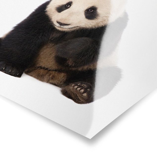 Posters Panda Paws