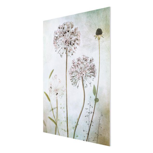 Forex schilderijen Allium flowers in pastel