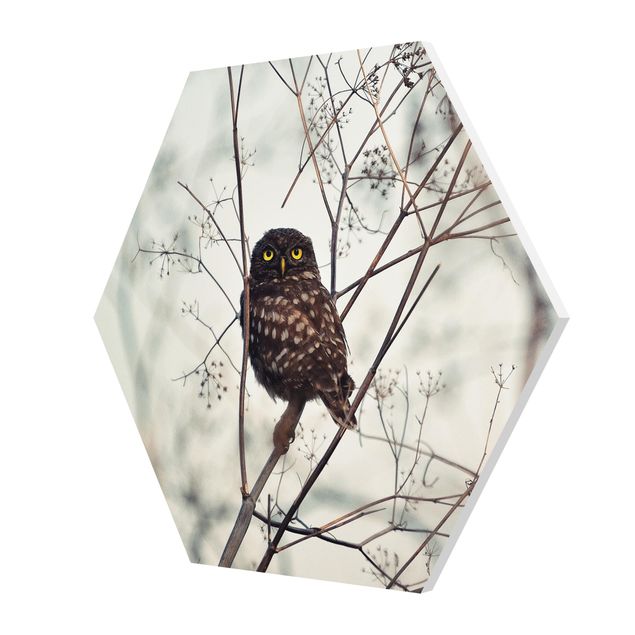 Hexagons Forex schilderijen Owl In The Winter