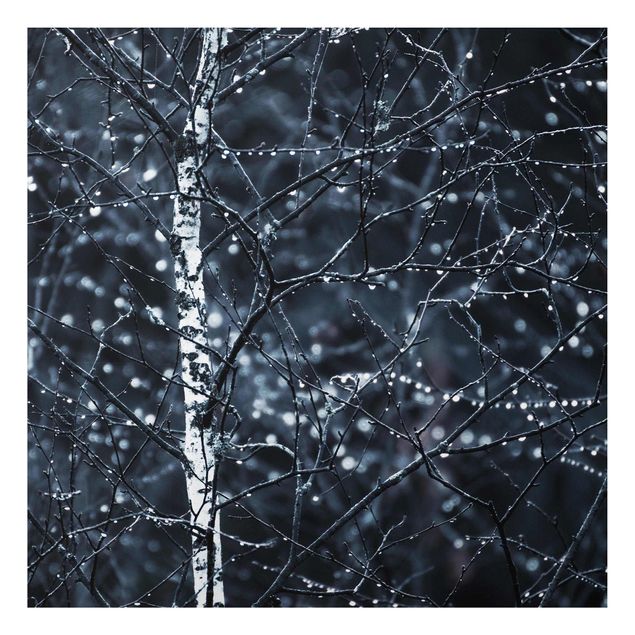 Aluminium Dibond schilderijen Dark Birch Tree In Cold Rain