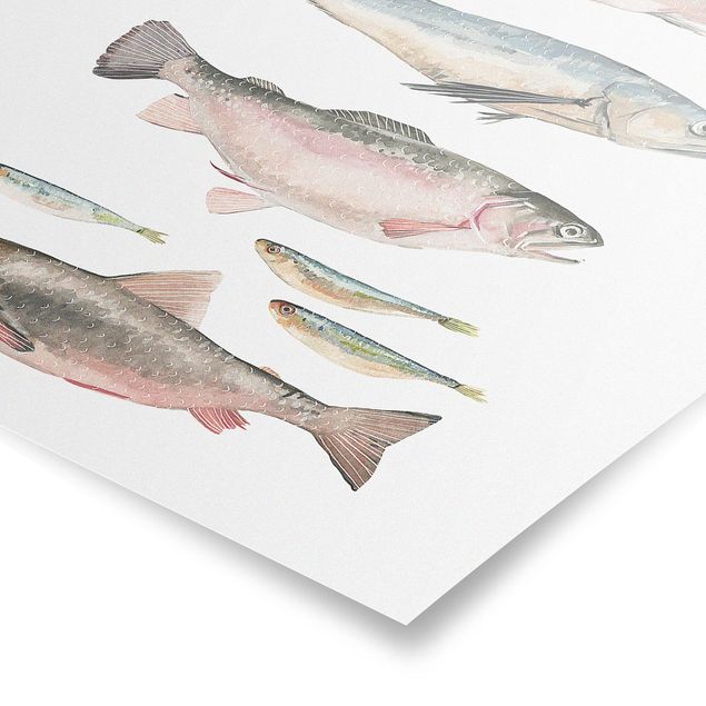 Posters Seven Fish In Watercolour I
