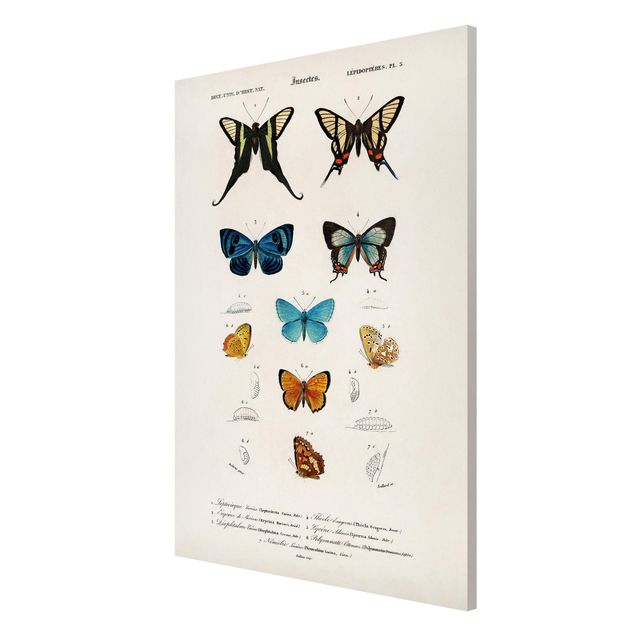 Magneetborden Vintage Board Butterflies I
