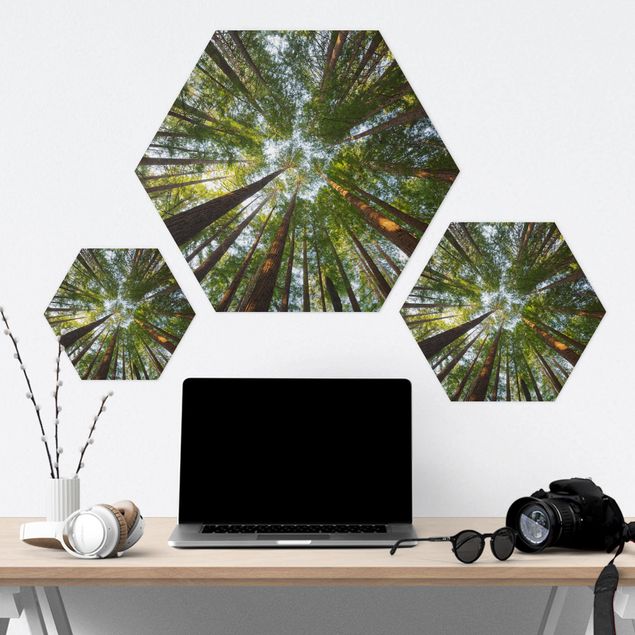 Hexagons Forex schilderijen Sequoia Tree Tops