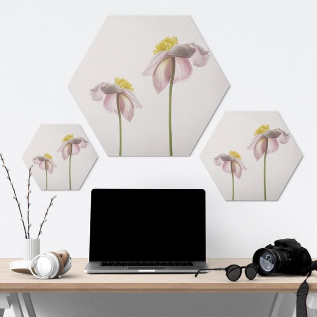Hexagons Aluminium Dibond schilderijen Pink Anemone Blossoms