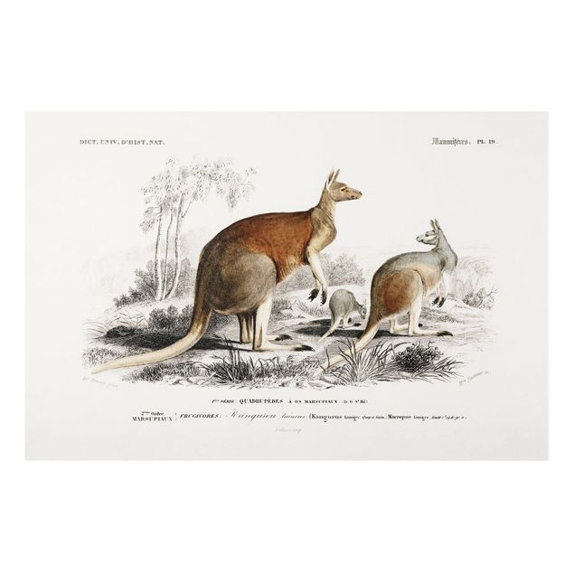 Forex schilderijen Vintage Board Kangaroo