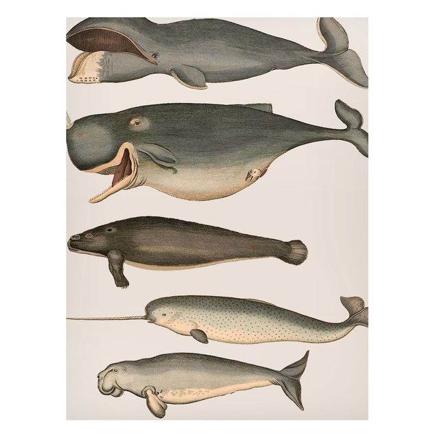 Magneetborden Five Vintage Whales