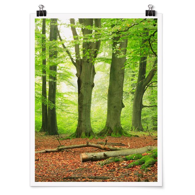 Posters Mighty Beech Trees