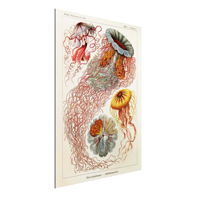 Aluminium Dibond schilderijen Vintage Board Jellyfish