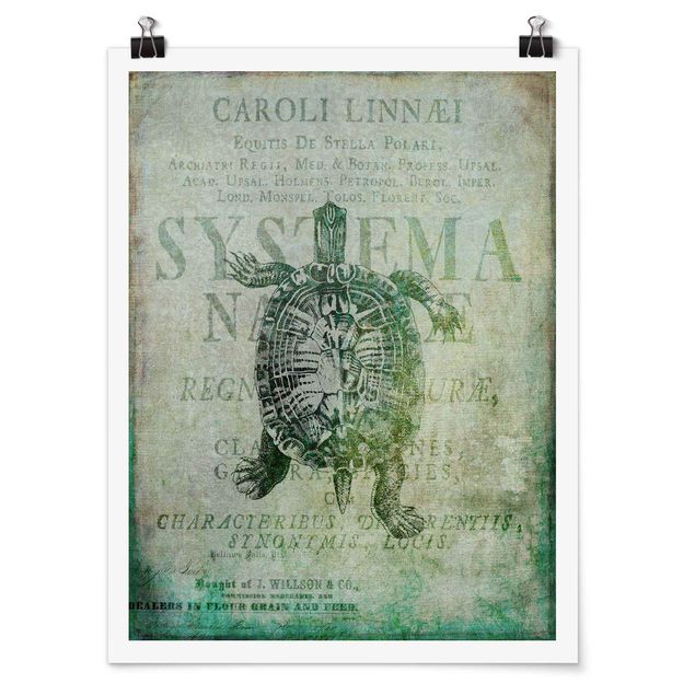 Posters Vintage Collage - Antique Turtle