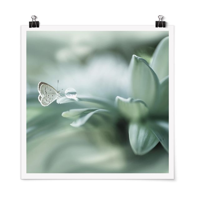 Posters Butterfly And Dew Drops In Pastel Green