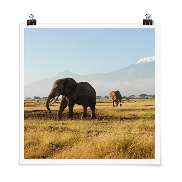 Posters Elephants In Front Of The Kilimanjaro In Kenya