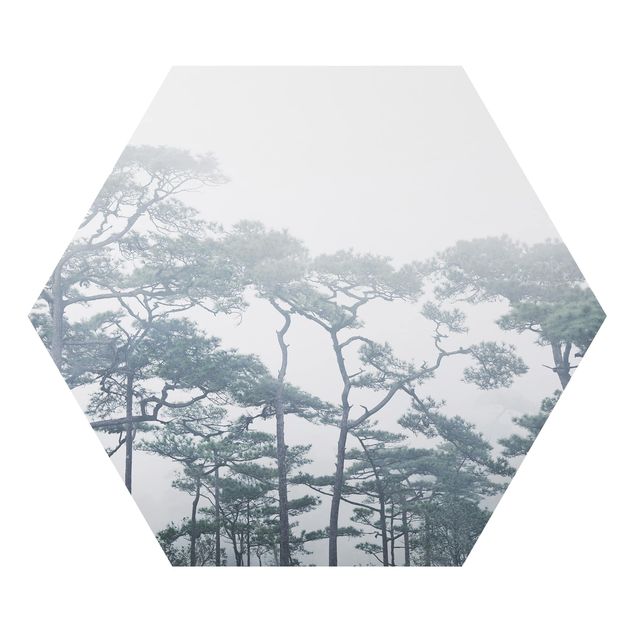 Hexagons Aluminium Dibond schilderijen Treetops In Fog