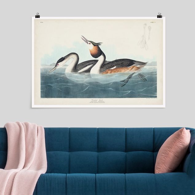Posters Vintage Board Grebes