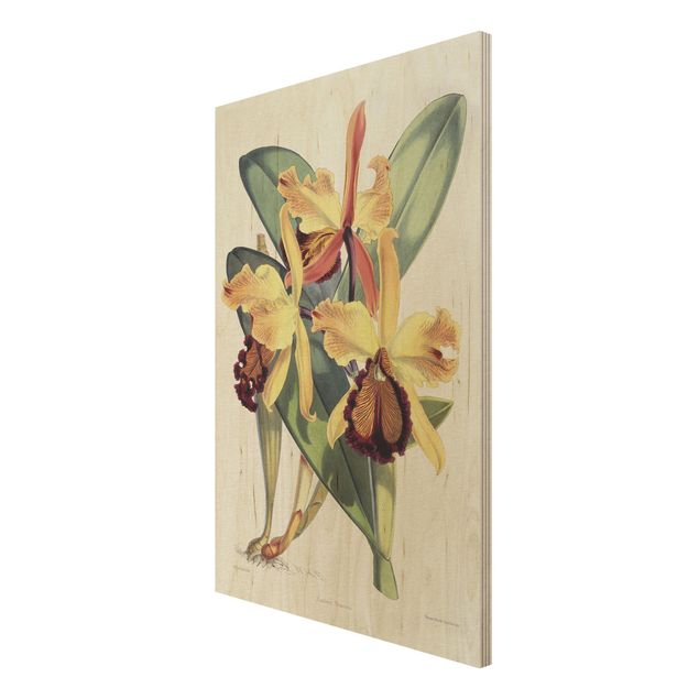 Houten schilderijen Walter Hood Fitch - Orchid