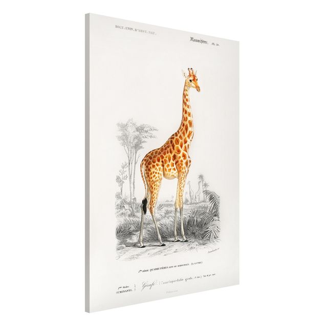 Magneetborden Vintage Board Giraffe