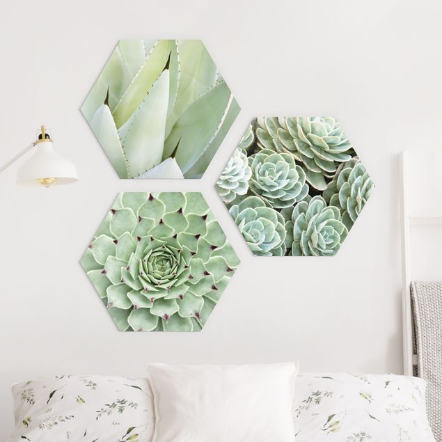 Hexagons Forex schilderijen - 3-delig Agave And Succulents Trio