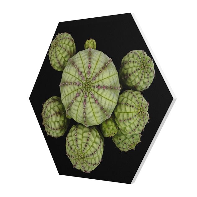Hexagons Forex schilderijen Euphorbia - Spurge Urchins