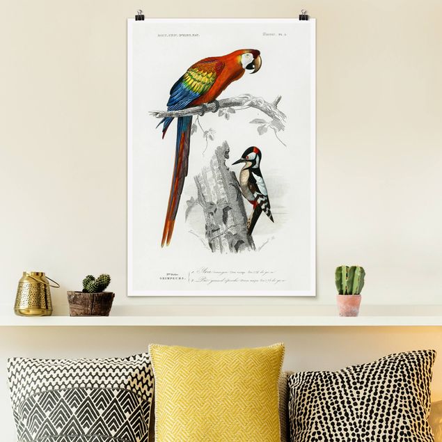Posters Vintage Board Parrot Red Blue