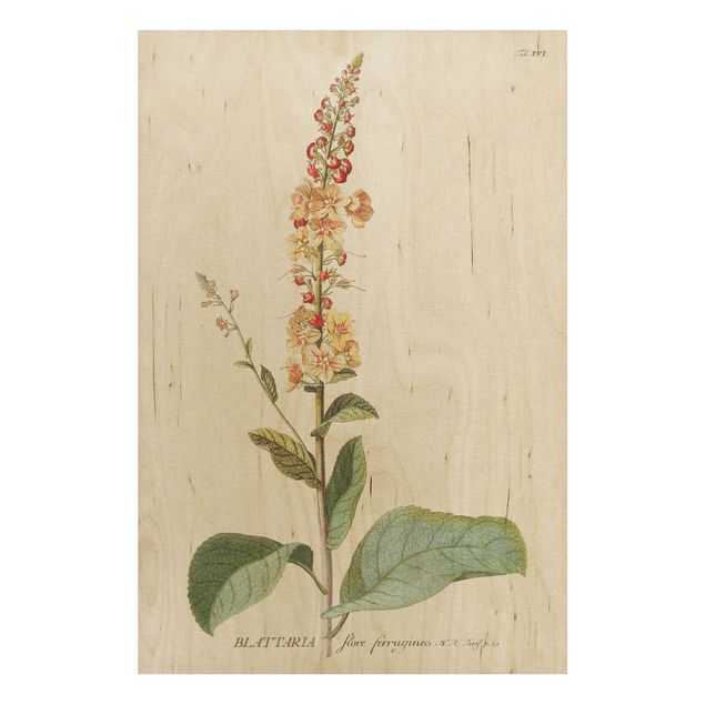 Houten schilderijen Vintage Botanical Illustration Mullein