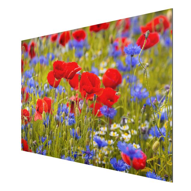 Aluminium Dibond schilderijen Summer Meadow With Poppies And Cornflowers