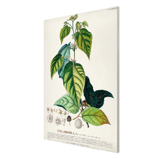 Magneetborden Vintage Botanical Illustration Cocoa
