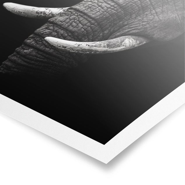 Posters Dark Elephant Portrait