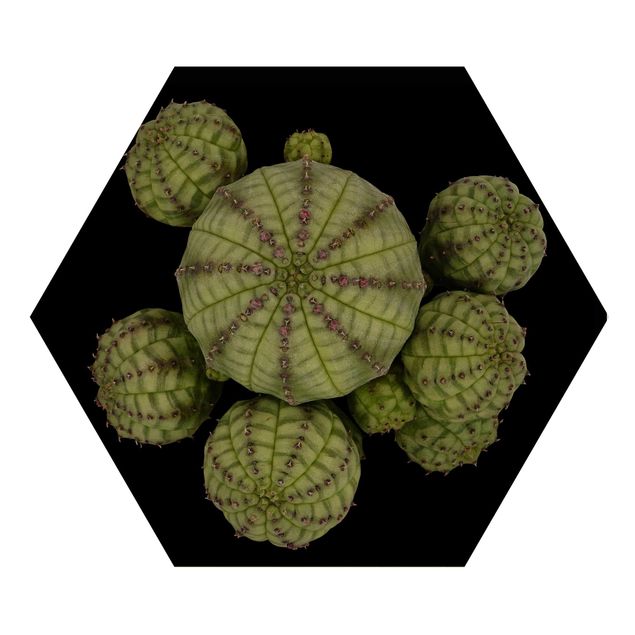 Hexagons houten schilderijen Euphorbia - Spurge Urchins