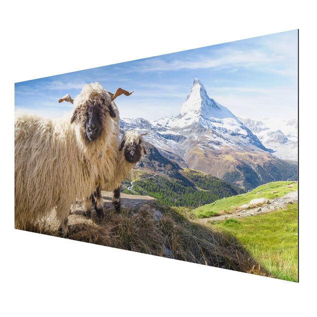 Aluminium Dibond schilderijen Blacknose Sheep Of Zermatt