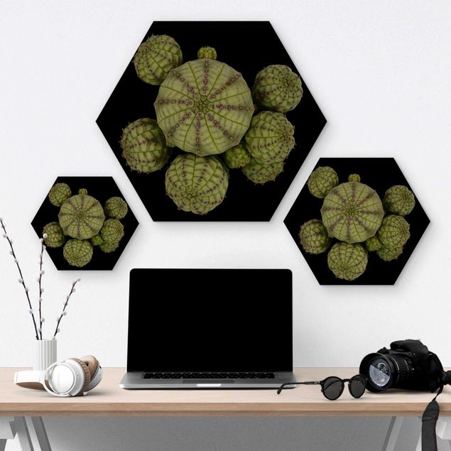 Hexagons houten schilderijen Euphorbia - Spurge Urchins