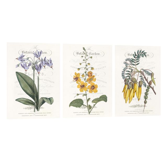 Canvas schilderijen - 3-delig Botanical Tableau Set I