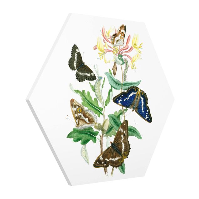 Hexagons Forex schilderijen British Butterflies IV