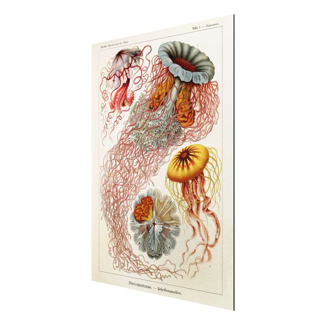 Aluminium Dibond schilderijen Vintage Board Jellyfish