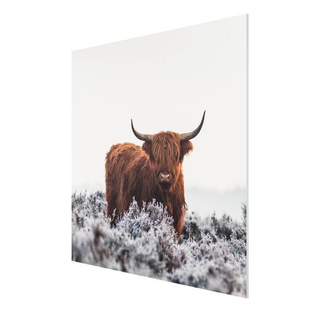 Forex schilderijen Bison In The Highlands