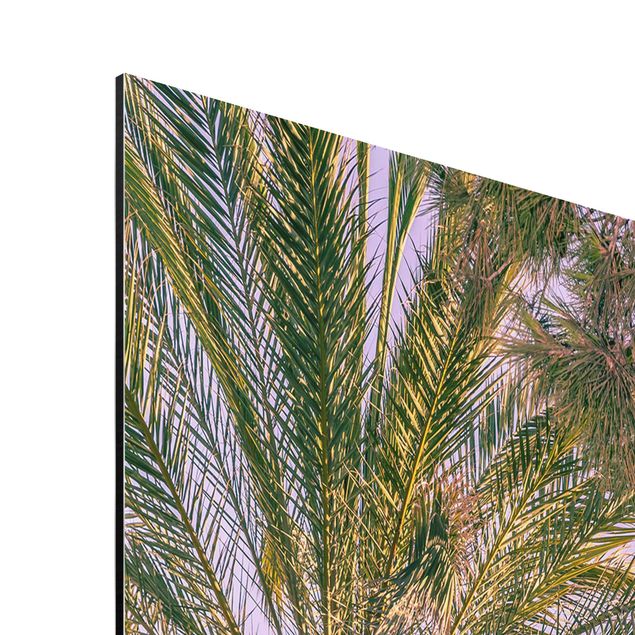 Aluminium Dibond schilderijen Palm Trees At Sunset