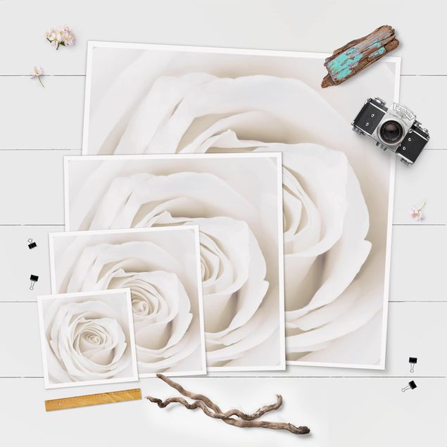 Posters Pretty White Rose