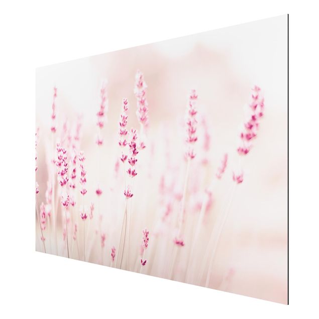 Aluminium Dibond schilderijen Pale Pink Lavender