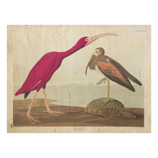 Houten schilderijen Vintage Board Red Ibis