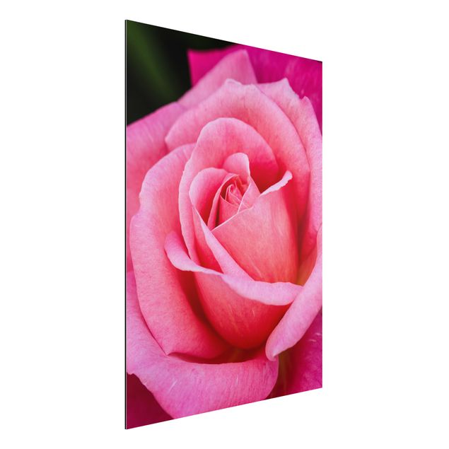 Aluminium Dibond schilderijen Pink Rose Flowers Green Backdrop