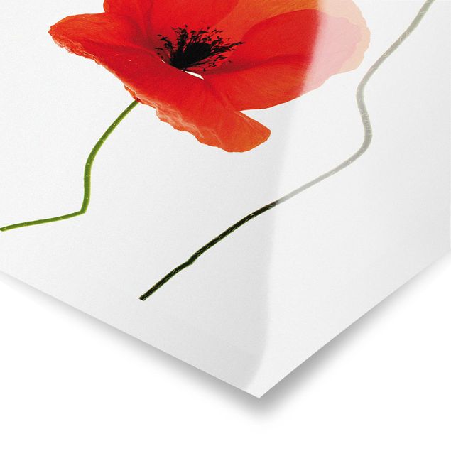 Posters Charming Poppies