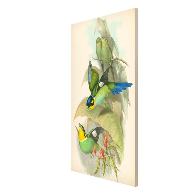 Magneetborden Vintage Illustration Tropical Birds