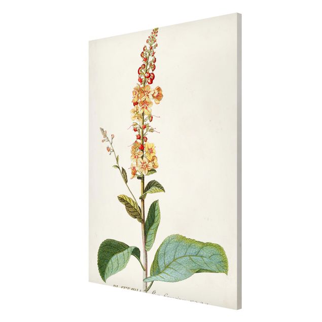 Magneetborden Vintage Botanical Illustration Mullein
