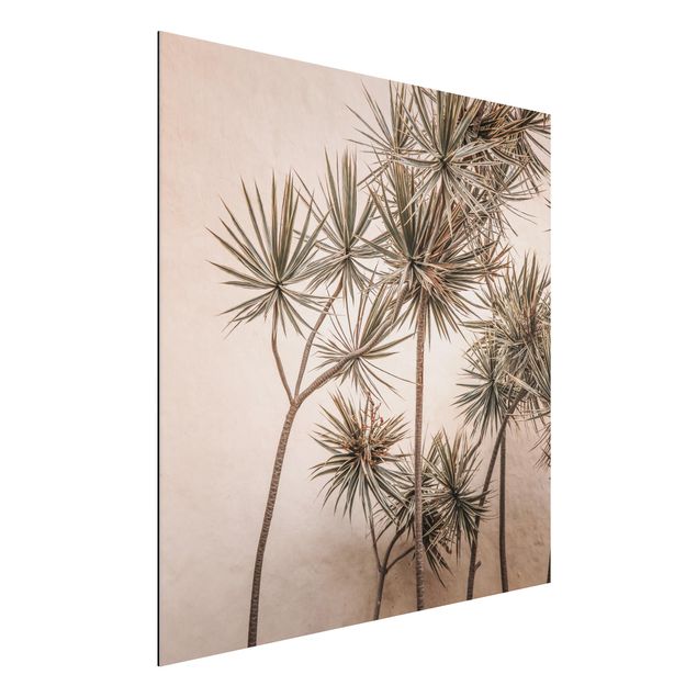 Aluminium Dibond schilderijen Sun-Kissed Palm Trees
